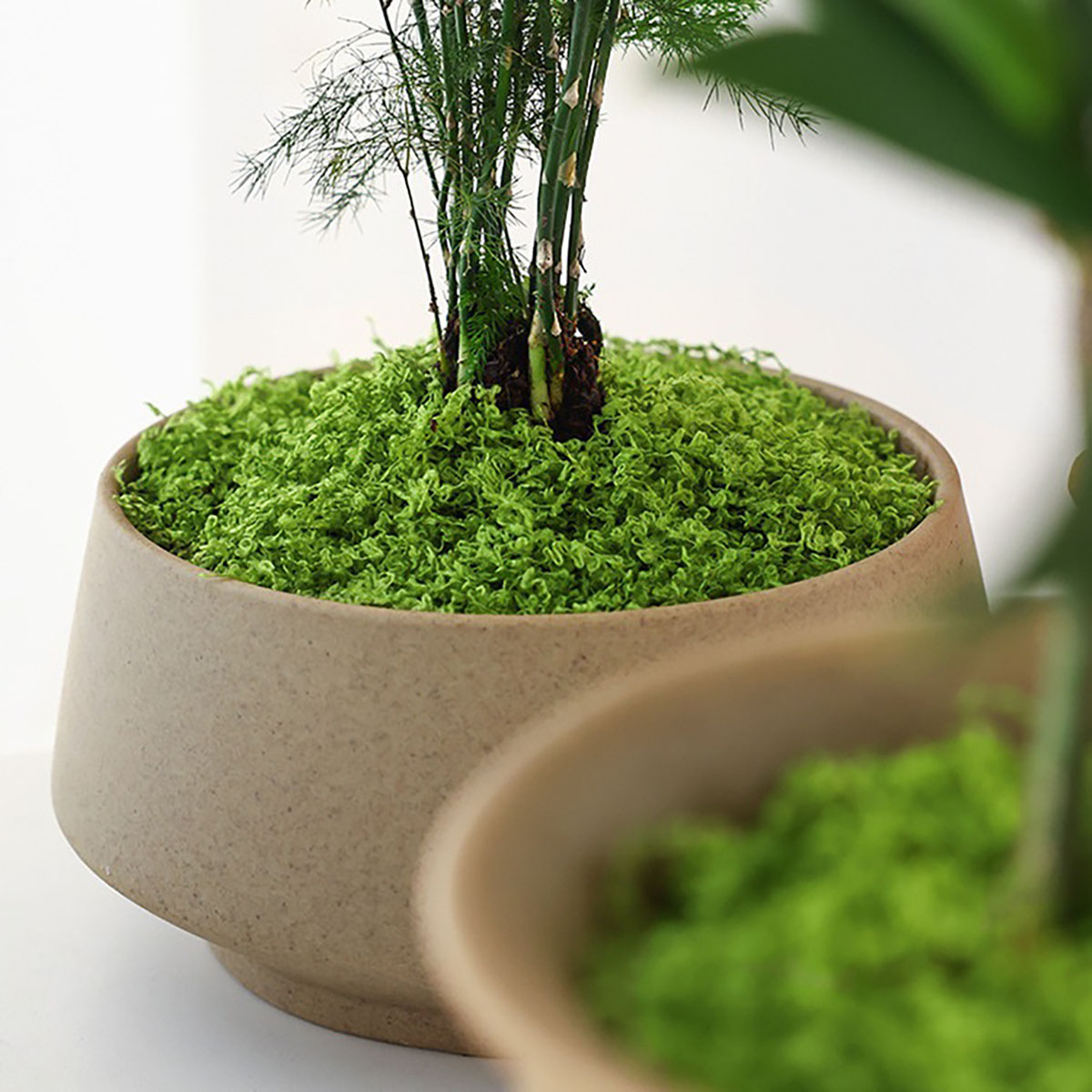 Cerca de 20g de Plantas Verdes - Bonsai Garden Decor avaliação e preço