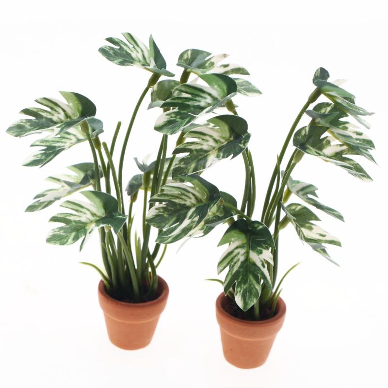 Novo. 1PC Planta Verde Monster - Bonsai Garden Decor avaliação e preço